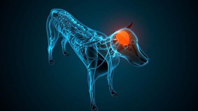 Dog brain part anatomy. 3d render