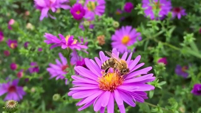Honeybee pollinating vibrant purple aster flowers in a sunny summer garden, close-up.
