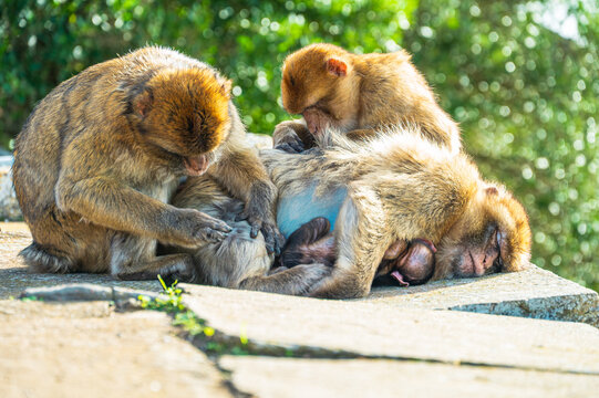 Barbary Macaques Grooming in Sunlight, Gibraltar
