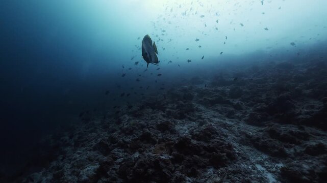 Deep blue. School of colorful coral fish on the blue background of the sea under water underwater in search of food. Diving in world of colorful beautiful wildlife of corals reefs. Diving in Red Sea.
