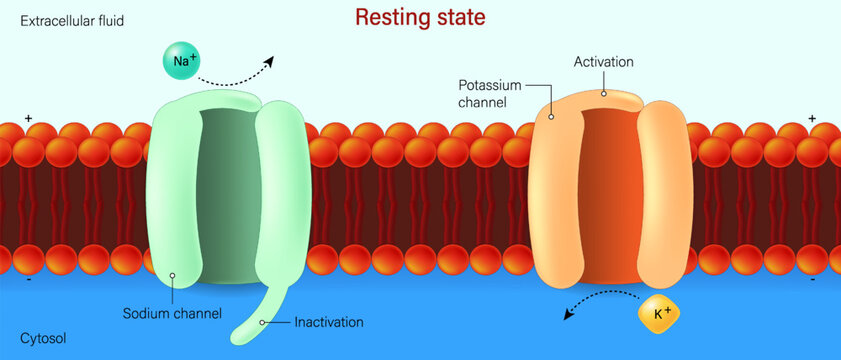 Resting state. Action potential in a neuron. Voltage-gated sodium and potassium channels.