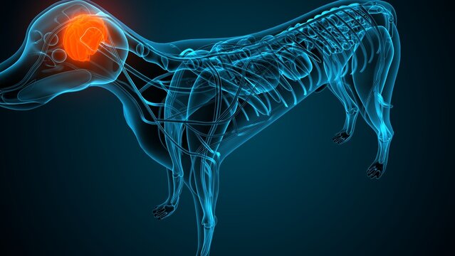 Dog brain part anatomy. 3d render