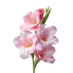 Fototapeta premium Elegant Pink Gladiolus Blooms on a Single Stem with Soft Petals and Graceful Shape