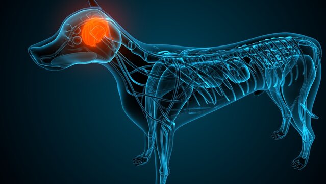 Dog brain part anatomy. 3d render