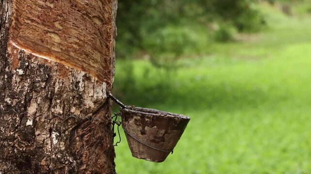 Close up view of tapping rubber tree and latex flowing into a bowl with green natural background on plantation.