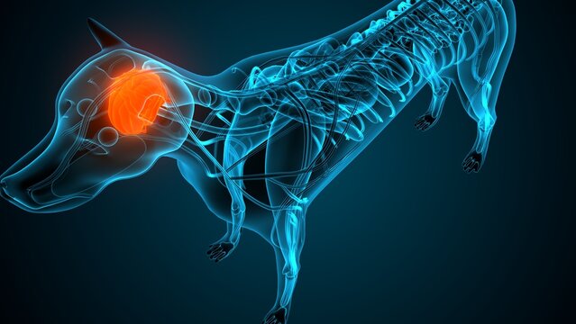 Dog brain part anatomy. 3d render