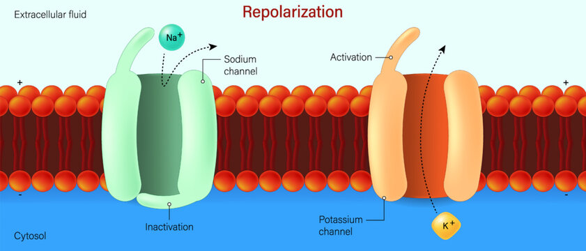 Repolarization. Action potential in a neuron. Voltage-gated sodium and potassium channels.