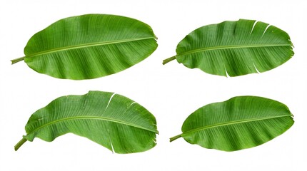 Obraz premium Four fresh green leaves isolated on a plain surface