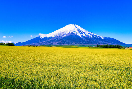 美瑛の美しい田園風景と富士山合成