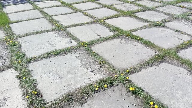 Dandelions and green grass sprouted in the cracks between the paving stones. Weeds grow through the asphalt