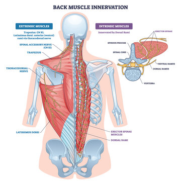 Back muscle innervation brief, nerves, erector spinae, and spinal cord pathways mapped for extrinsic vs intrinsic control. Outline diagram