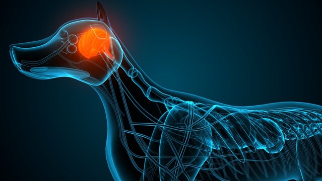 Dog brain part anatomy. 3d render