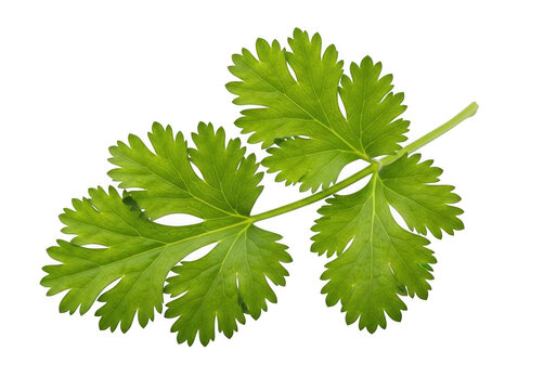 Fresh cilantro herb sprig, isolated on transparent background