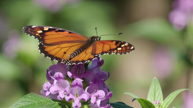 Monarch butterfly resting on purple flower in a sunny summer garden