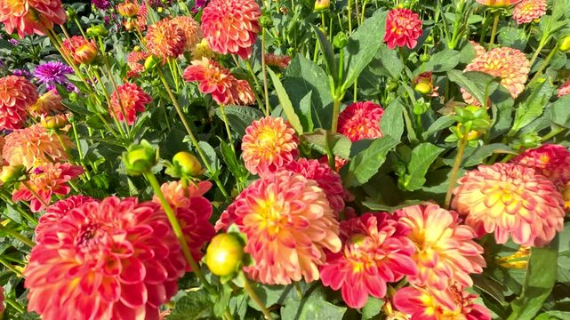 Close up motion of vibrant dahlia flowers in full bloom with lush green foliage.