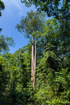 Giant ancient tree standing tall above a lush green tropical rainforest canopy