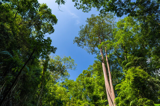 Looking up at lush green canopy of a tropical rainforest under blue sky