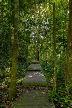 Winding wooden walkway through a lush green tropical rainforest