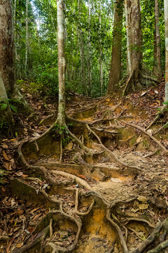 Exposed tree roots creating a natural staircase on a tropical rainforest forest floor