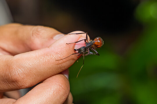 Tropical giant ant biting a finger showing defensive behavior in the jungle at night