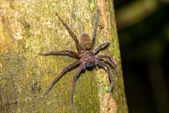 Giant Huntsman Spider, Heteropoda sp., resting on a mossy tree trunk at night