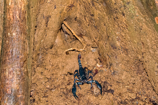 Close up of Heterometrus spinifer scorpion on dirt ground in tropical rainforest