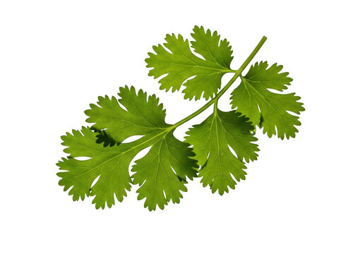 Fresh green cilantro leaves with a detailed texture, isolated on transparent background
