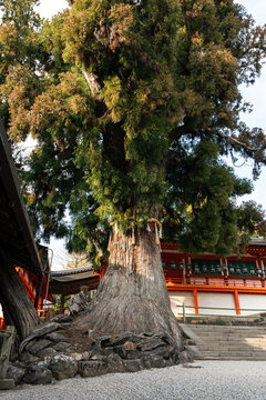 Giant ancient cedar tree with shimenawa sacred rope and shide paper streamers standing in a shinto shrine courtyard in Nara
