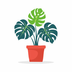 Fototapeta premium Monstera Plant in a Red Pot