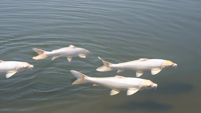 White Koi Fish Swimming Gracefully Together in Clear Pond Water