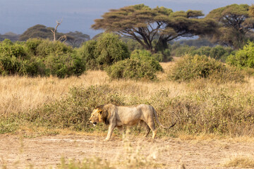 Fototapeta premium African lion stalking while walking in Amboseli National Park in Kenya Africa KEN