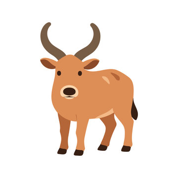 Friendly brown banteng stands on a white background in side profile view