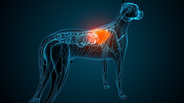 Lung part of dog anatomy. 3d illustrations