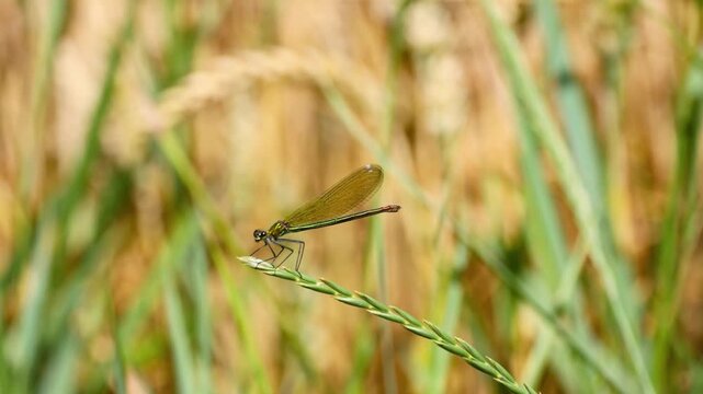 Metallic Green Female Banded Demoiselle Damselfly Perched on Grass in Summer Wheat Field

