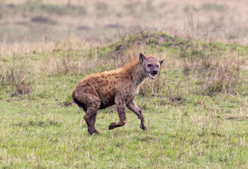 Obraz premium Hyena who was injured by a lion is running in Masai Mara National Park in Kenya Africa KEN