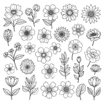 Assorted botanical sketches of floral elements