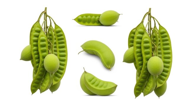 Fresh green petai beans collection, bitter bean pods on white background, parkia speciosa stink bean set for culinary and botanical design