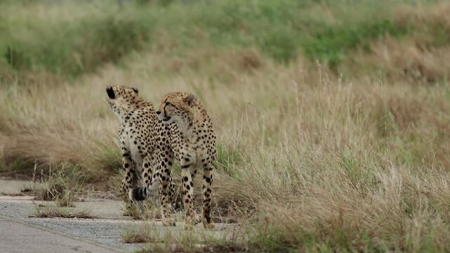 Two cheetahs are approaching closer and closer