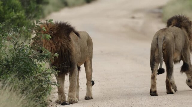  A male lion flehmen grimace