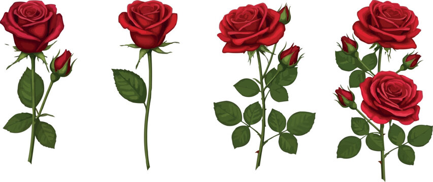 Beautiful Red Rose Flower Set with Buds and Green Leaves Botanical Floral Vector Illustration Collection