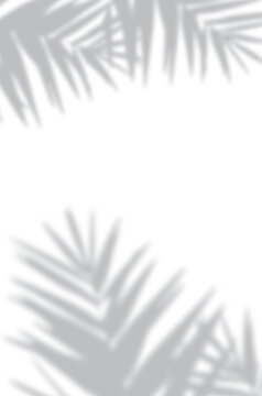 Palm leaves blur shadow overlay isolated on transparent background, Date plum leaves shadow effect for mockup etc.
