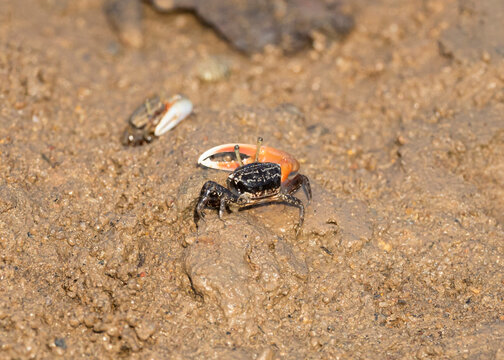 Fiddler Crab or Calling Crab on Sandy Ground