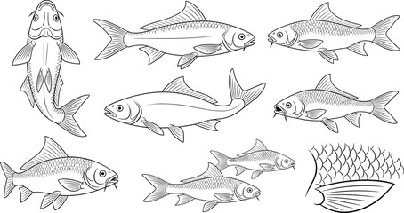 Vector Illustration of Various Fish Species and Scales for Marine Life, Ocean, and Aquatic Designs © Jisan