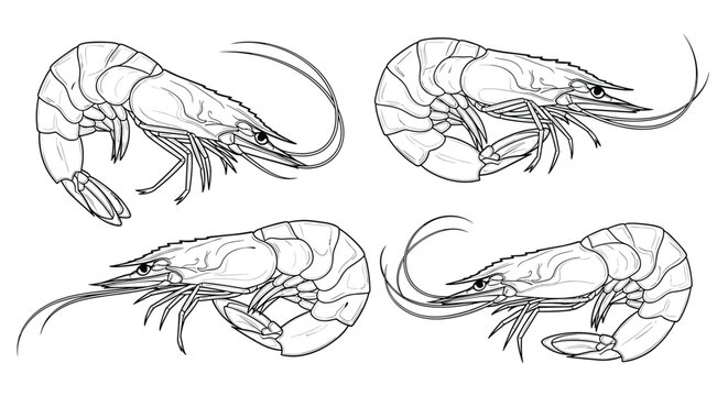 Detailed line art illustrations of four whole shrimps showing anatomical details of legs, antennae, and shells on white.