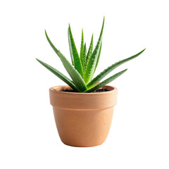 Fototapeta premium Small aloe vera plant in a matte clay pot with green leaves and soil visible, isolated on a white background