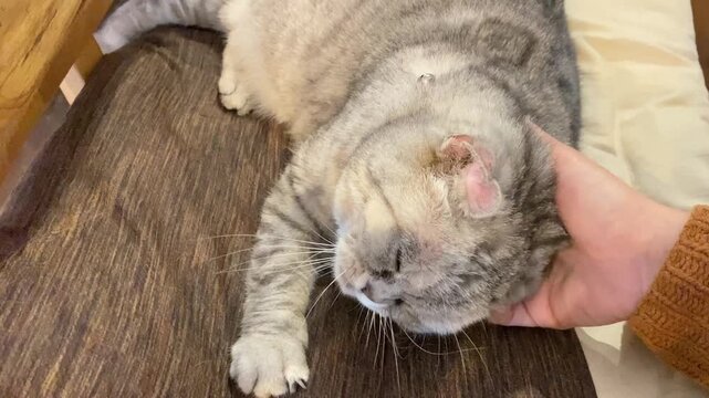 人の手と触れ合う癒やしの猫の動画素材