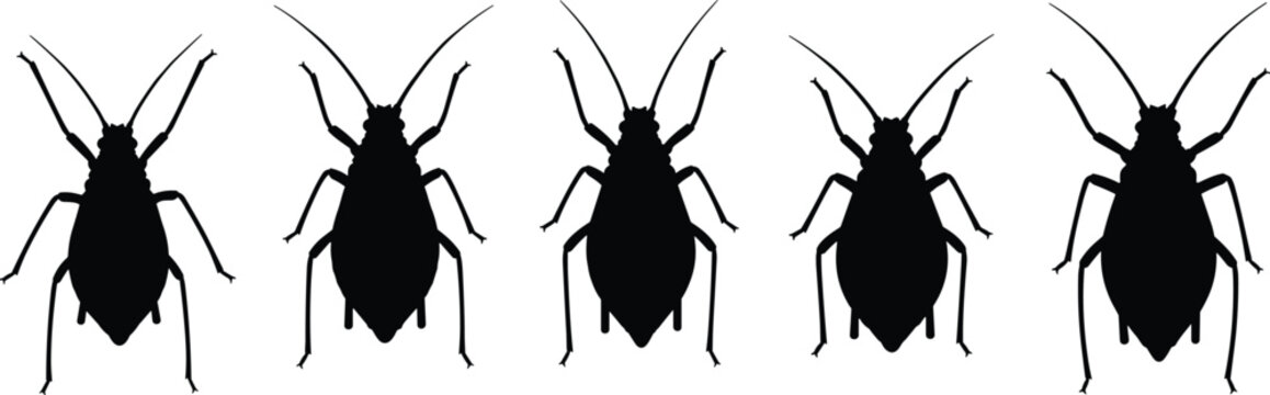 Aphid silhouette collection set. Black plant pest insect icons in clean styles. Isolated vector shapes for agriculture design, pest control concepts, education, and minimal illustrations.
