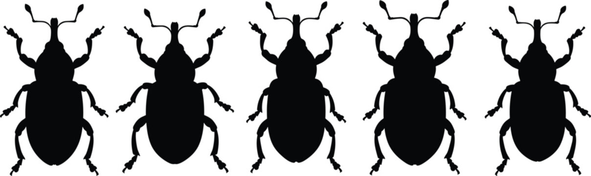 Weevil silhouette set collection. Black beetle insects with snout in multiple poses. Isolated vector shapes for pest control design, agriculture themes, education, and minimal illustrations.