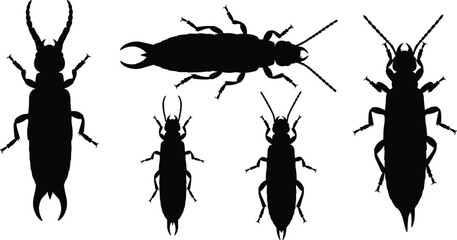Earwig insect silhouette set. Black bug shapes with pincers in different poses. Isolated vector collection for wildlife design, pest concepts, education, and minimal illustrations. © Olivia
