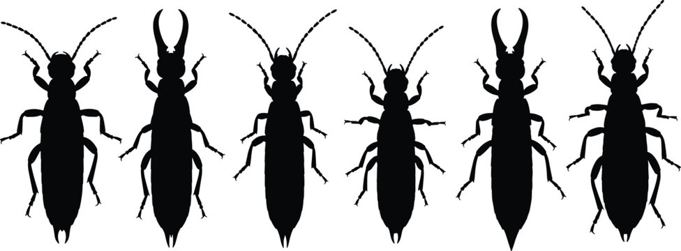 Earwig silhouette collection set. Black insect icons with pincers in different styles. Isolated vector shapes for pest design, wildlife themes, education, and minimal illustrations.